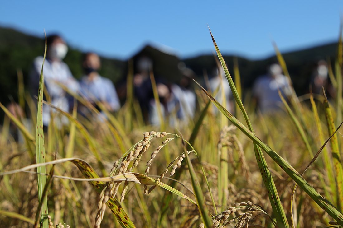 成長した稲を見ながら熱く議論する視察団
